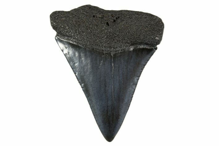 Fossil Great White Shark Tooth - South Carolina #340324